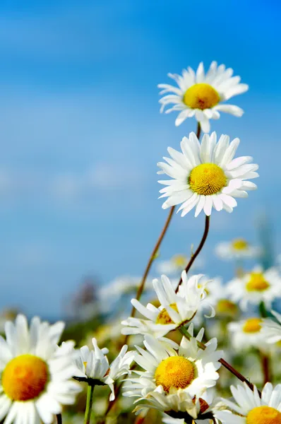 Stock image Ox-eye daisy