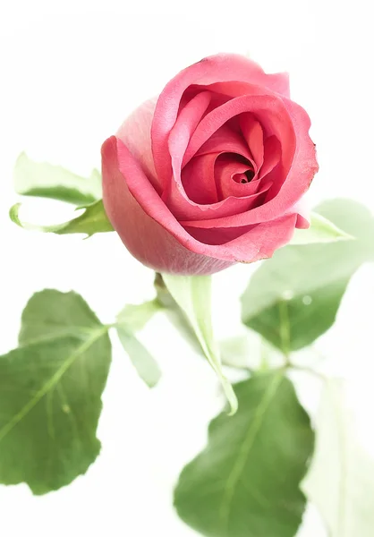 Рожеві троянди . — стокове фото