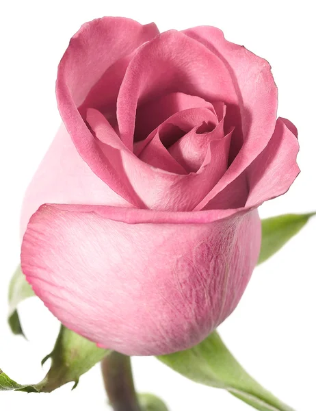 Różowa róża na białym tle. — Zdjęcie stockowe