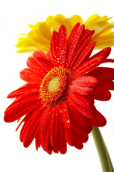 Красный и желтый цветок на белой спине — стоковое фото