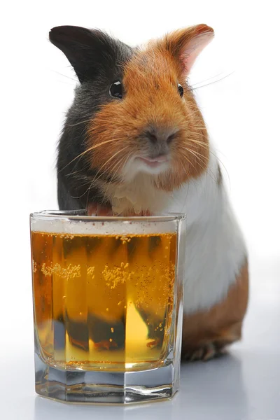 Гвінея-свиня і пиво — стокове фото
