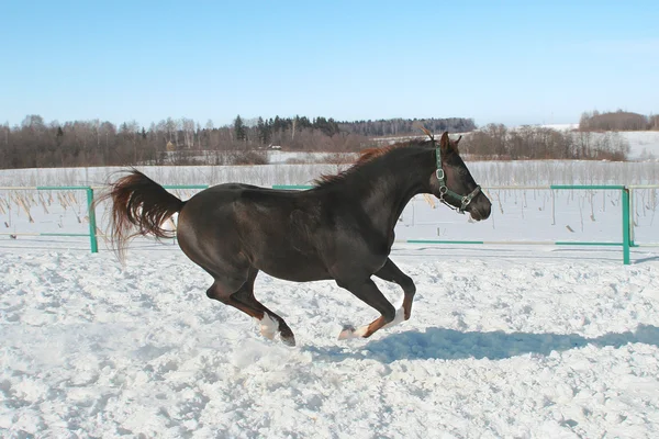 Скачущая лошадь . — стоковое фото