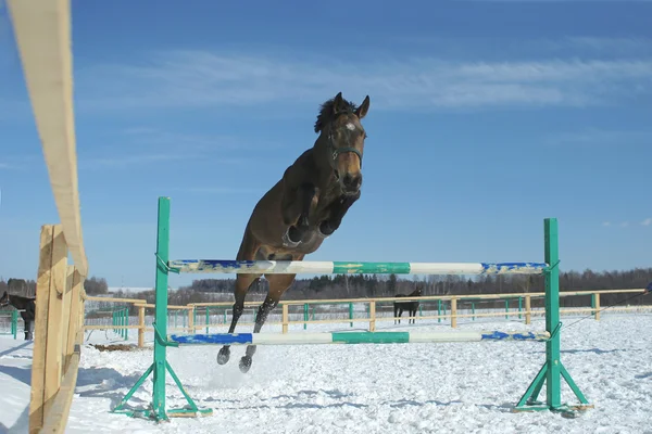 말 점프 — 스톡 사진