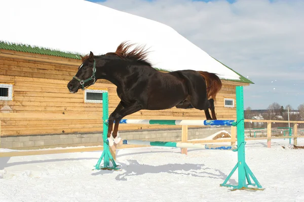 Hoppning häst — Stockfoto