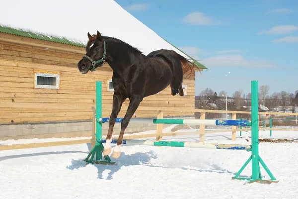 Springen paard — Stockfoto