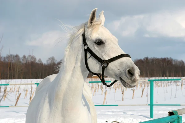 Άσπρο άλογο — Φωτογραφία Αρχείου