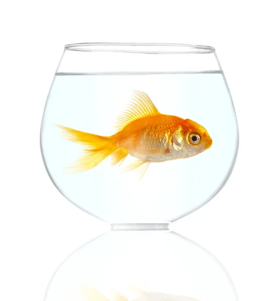 Peixe pequeno dourado — Fotografia de Stock