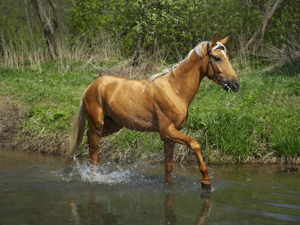 Horse in water — Stock Photo, Image