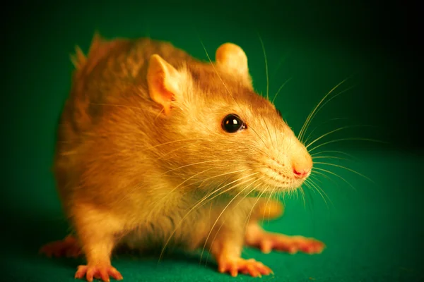 Krysa na zeleném pozadí — Stock fotografie