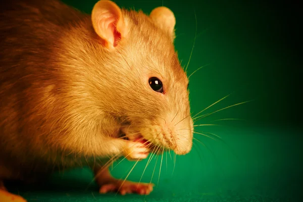 Rato sobre um fundo verde — Fotografia de Stock