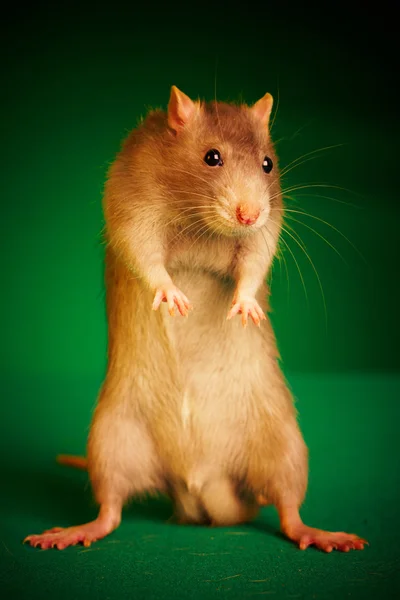 Крыса на зеленом фоне — стоковое фото