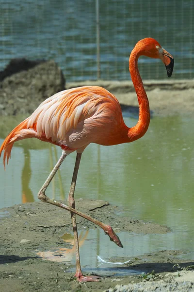 stock image Flamingo