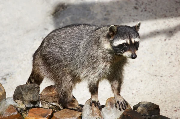 stock image Coon