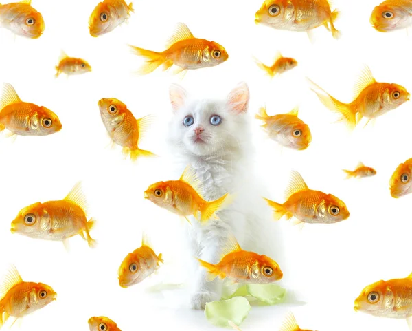 Kitten and fish — Stock Photo, Image