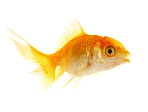 Gold small fish — Stock Photo, Image