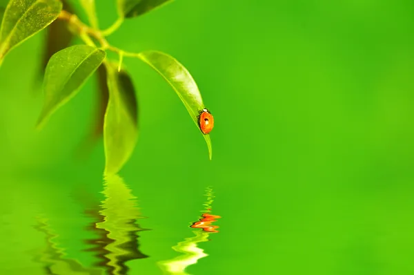 Der kleine Käfer auf dem Blatt der Pflanze. — Stockfoto