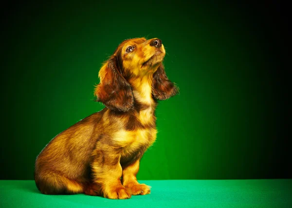 子犬ダックスフント — ストック写真