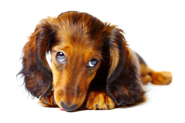 Puppy dachshund — Stock Photo, Image