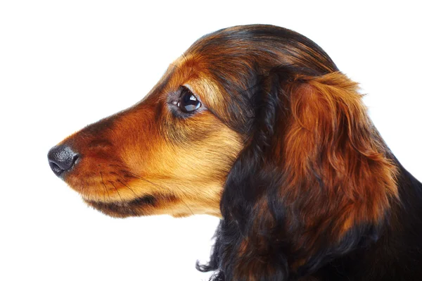 Puppy dachshund — Stock Photo, Image