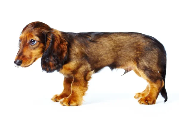 Κουτάβι είδος γερμανικού κυνηγετικού σκύλου — Φωτογραφία Αρχείου