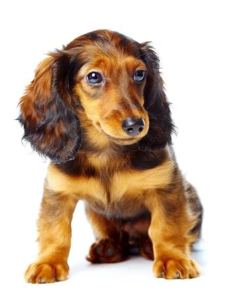 Κουτάβι είδος γερμανικού κυνηγετικού σκύλου — Φωτογραφία Αρχείου