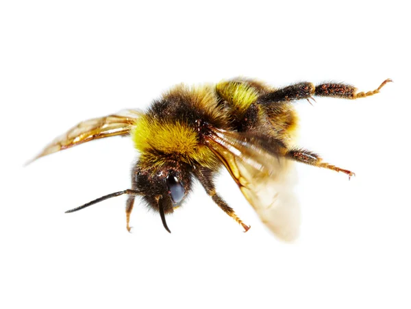 Bumblebee — Fotografie, imagine de stoc