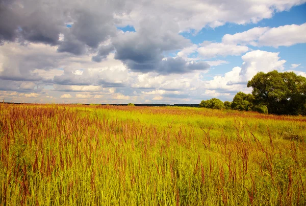 stock image Summer Landscape