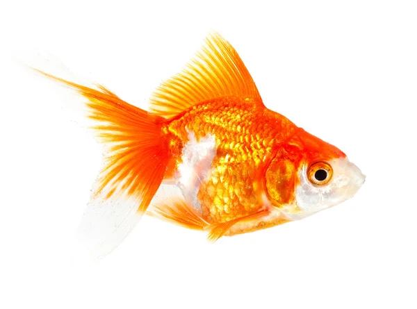 Guld liten fisk — Stockfoto