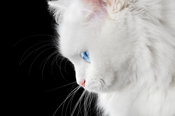 Retrato de um gato branco — Fotografia de Stock