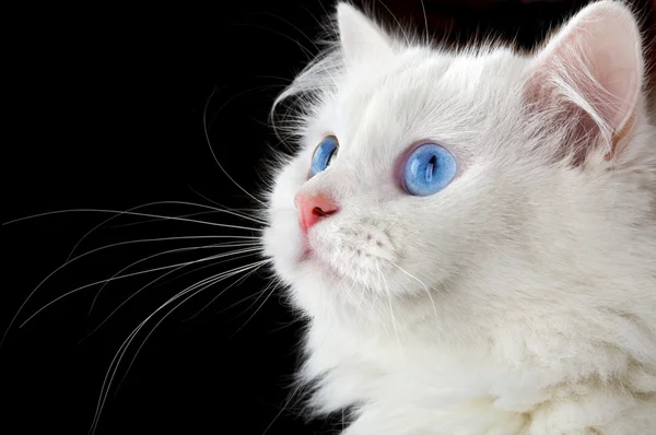 Πορτρέτο μιας λευκής γάτας — Φωτογραφία Αρχείου
