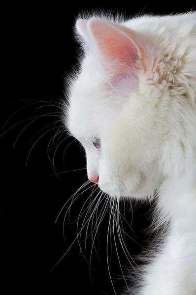 Retrato de un gato blanco —  Fotos de Stock
