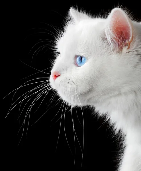Портрет белой кошки — стоковое фото