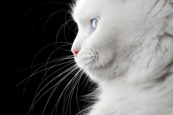 白い猫の肖像画 — ストック写真