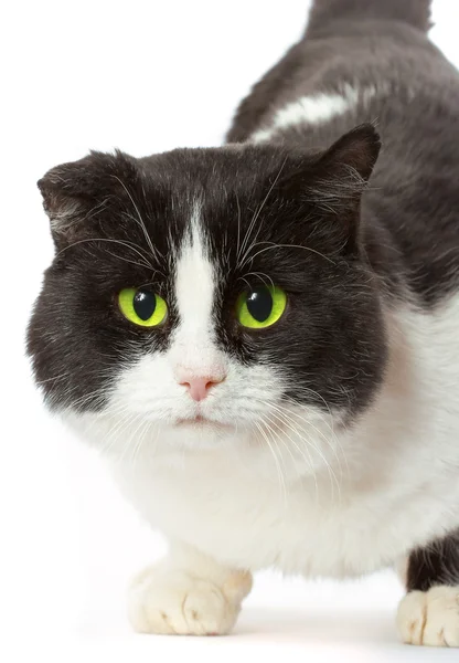 Portrait d'un chat aux yeux jaunes — Photo