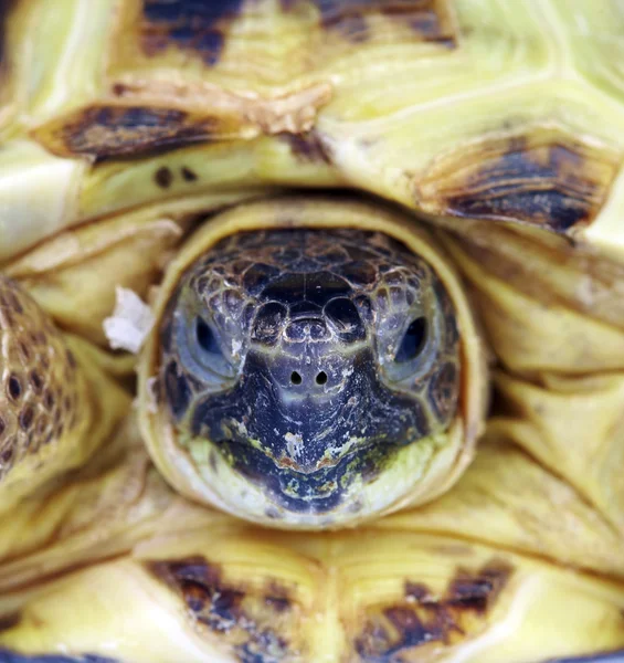Zdjęcie żółwia z bliska — Zdjęcie stockowe
