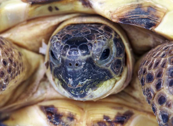 Zdjęcie żółwia z bliska — Zdjęcie stockowe