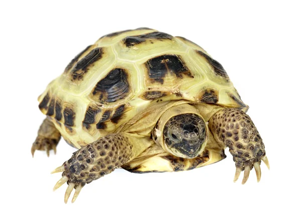 Фото черепахи на белом фоне — стоковое фото