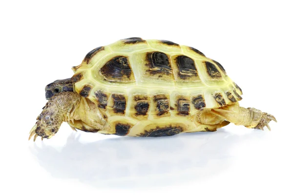 Kuva kilpikonna valkoisella taustalla — kuvapankkivalokuva
