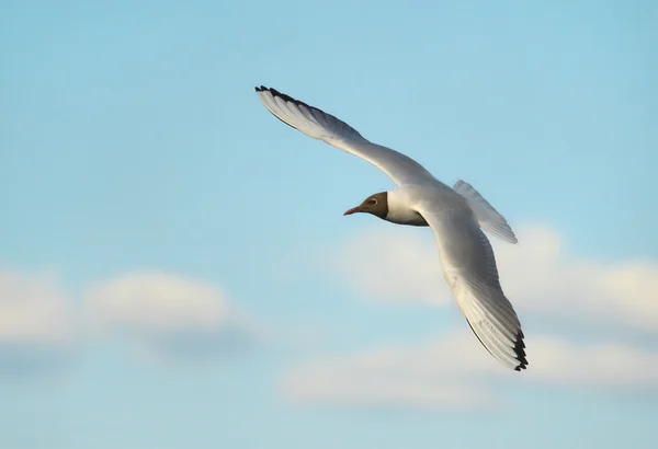 A gaivota no céu — Fotografia de Stock