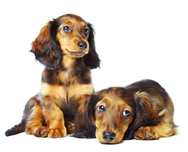 Cachorros dachshund — Foto de Stock