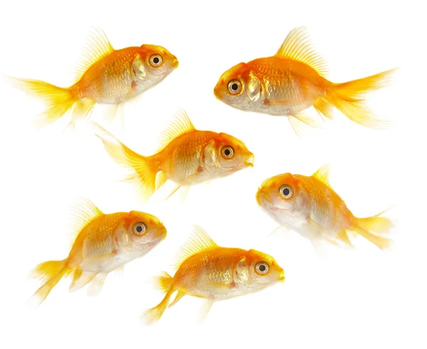 Gold small fishs — Stock Photo, Image