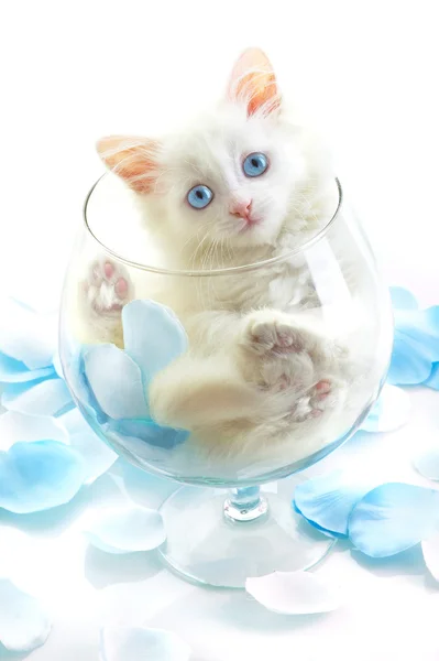 Egy üveg bor üveg fehér cica. — Stock Fotó
