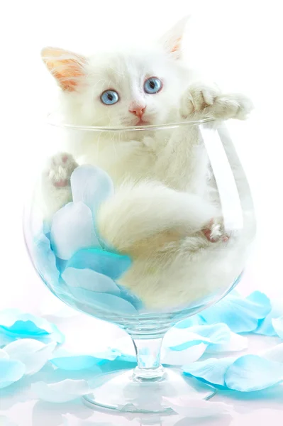 Gatinho branco com olhos azuis . — Fotografia de Stock