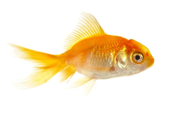 Gouden kleine vissen — Stockfoto