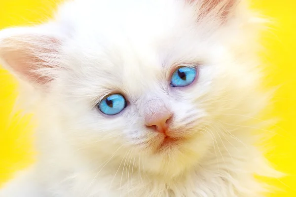 Білий кошеня з блакитними очима . — стокове фото