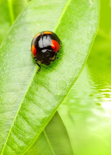 The small bug on a leaf of a plant. — Stock Photo, Image
