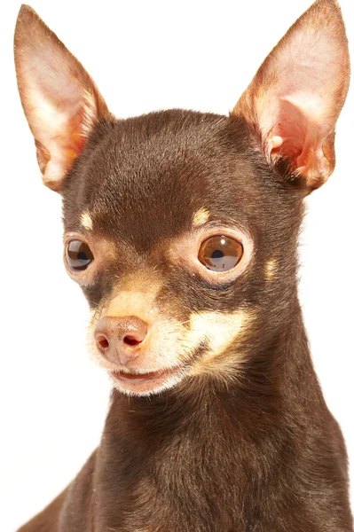 Russian toy-terrier. — Stock Photo, Image