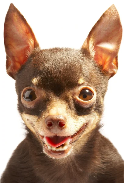 Russischer toy-terrier.lächerlicher Hund — Stockfoto