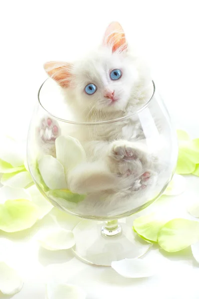 Bir bardak şarap cam beyaz yavru kedi. — Stok fotoğraf