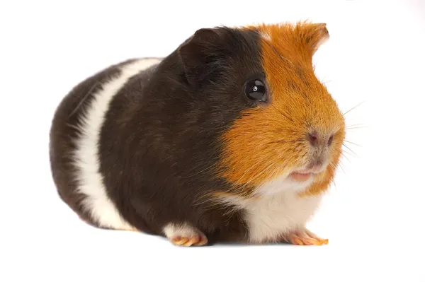 Portrait of a Guinea-pig — Stock Photo, Image